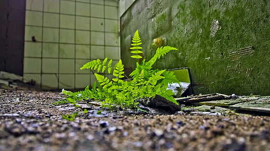 close-up photo of green fern plant on brown soil thumbnail
