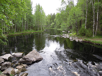 body of water surrounded by green trees thumbnail