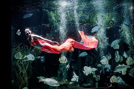 red tailed mermaid and school of fish underwater photography thumbnail
