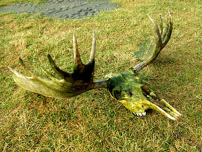 stag horn wall decor thumbnail