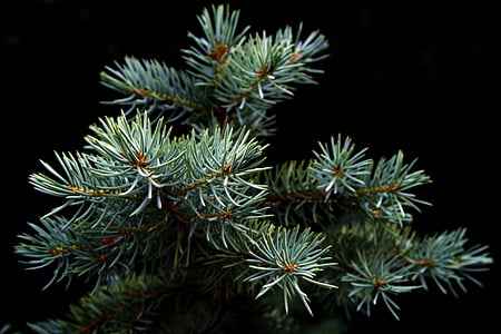 green pine tree in closeup photography thumbnail