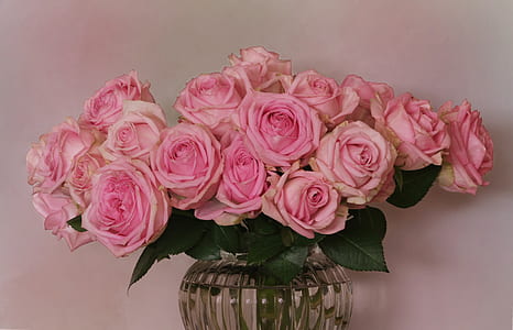 minimalist photography of pink rose flowers in clear glass vase thumbnail