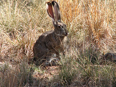 brown rabbit on brown bushes thumbnail