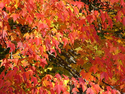 closeup photo of red leaf trees during daytime thumbnail