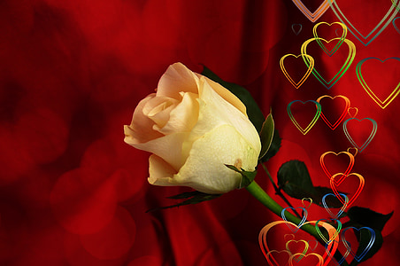white rose with red background thumbnail