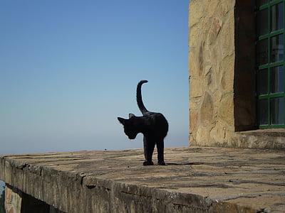 black cat on gray concrete surface near wall thumbnail