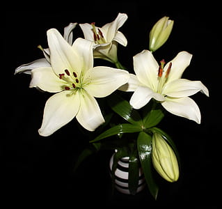 white flowers in vase thumbnail