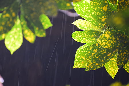Closed Up Photo of Green and Yellow Croton Plant thumbnail