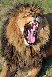 howling lion in close up photography thumbnail