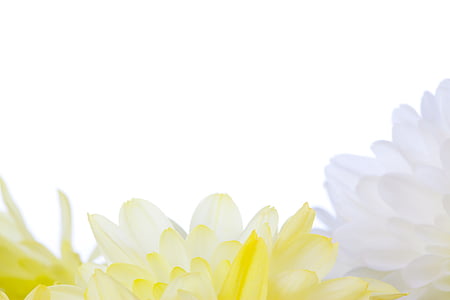 closeup photo of white and yellow petaled flowers thumbnail