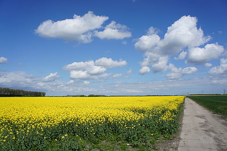 bed of yellow petaled flowers thumbnail