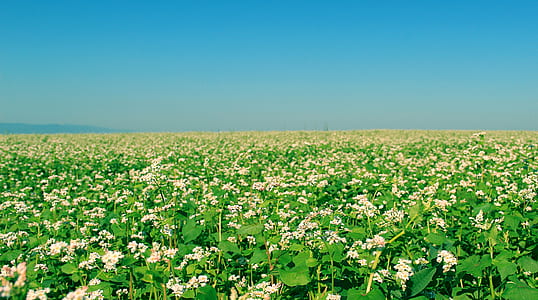 white flower field thumbnail