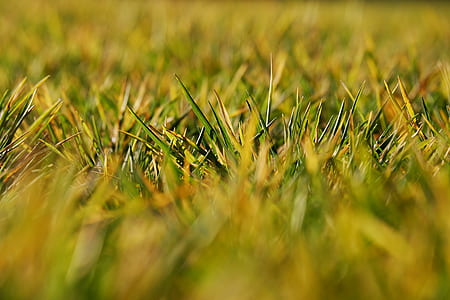 close-up photography of grass field thumbnail