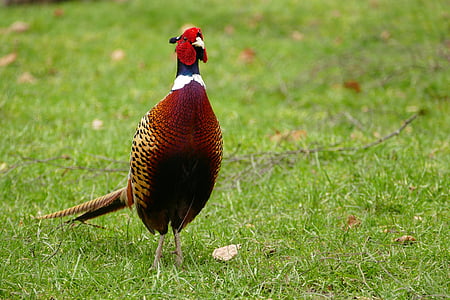 close-up photography of male ring-necked pheasant on green grass field thumbnail