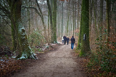people walking on pathway surrounded by trees thumbnail