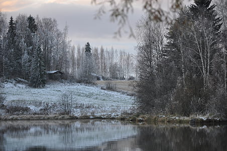 photography of trees near body of water during winter thumbnail