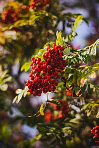 Red Berries on Tree thumbnail