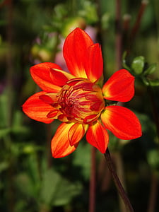selective focus photography of red collarette dahlia flower bud thumbnail