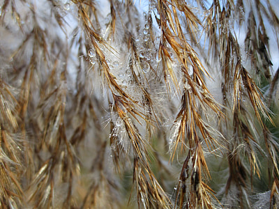 close-up photo of brown leaf tree thumbnail