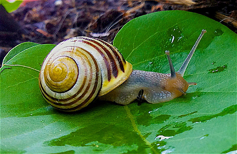 close up photography of gray and yellow snail on top of green heart-shape leaf plant thumbnail