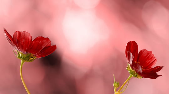 closeup photo of two red petaled flowers thumbnail