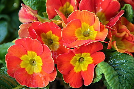 orange-and-yellow petaled flowers in bloom thumbnail