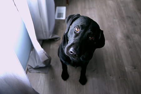 black Labrador retriever on brown wooden floor near white window curtain during daytime thumbnail