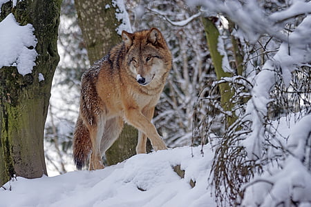 tan and white wolf in glacier mountain thumbnail