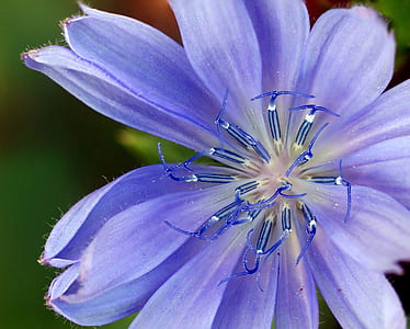 nature, garden, petals, blur thumbnail