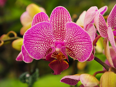 close-up photo of purple moth orchids bloom thumbnail