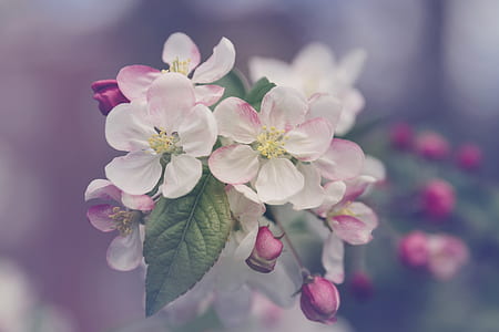 white petaled flowers photo thumbnail