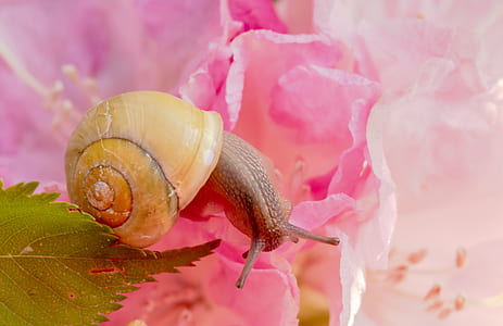 brown snail on pink petaled flowers thumbnail