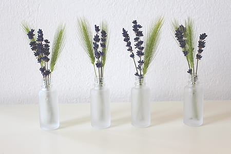 four clear glass vases with black and green lavender plants thumbnail