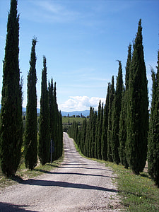 concrete pathway with trees beside thumbnail