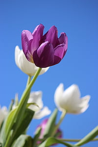 selective focus photography of purple and white tulip flowers thumbnail