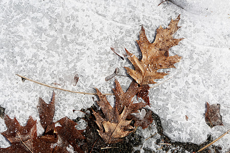 brown maple leaves thumbnail