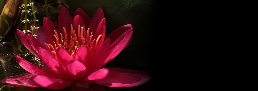 pink lotus flower thumbnail