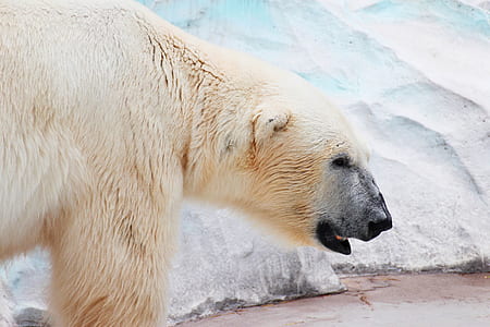 polar bear thumbnail