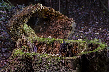 brown wood slab with moss thumbnail