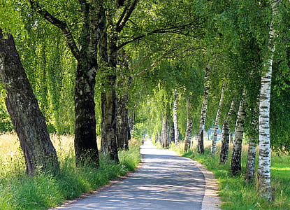 empty pathway between tall trees thumbnail