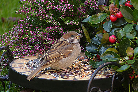 brown Maya bird eating seeds during daytime thumbnail