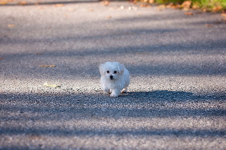 white Maltese puppy walking alone on pathway during daytime thumbnail