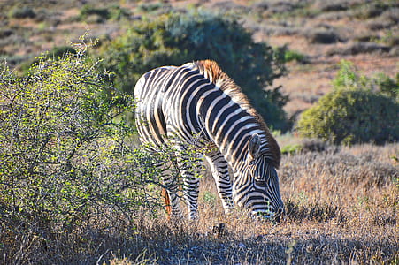 photo of black and white zebra on brown grass thumbnail