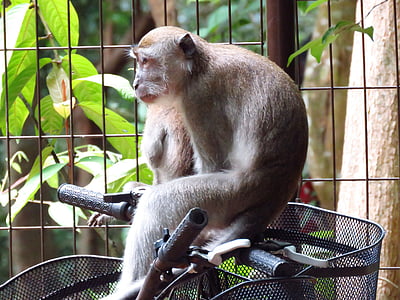 brown monkey sitting on a bicycle thumbnail