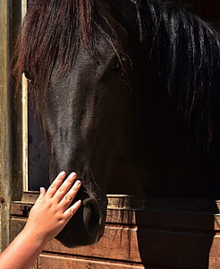 person's hand holding horse nose thumbnail