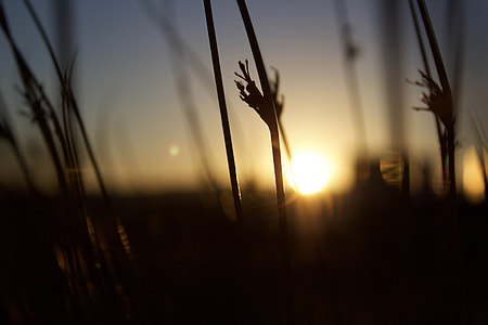 silhouette of plant on sunset thumbnail
