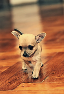 brown, puppy, wooden, flooring, photo, chihuahua thumbnail
