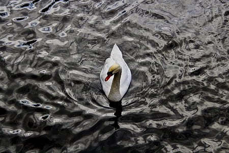 white swan on body of water thumbnail
