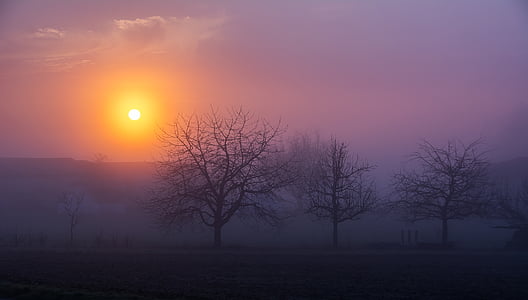 trees during golden hour thumbnail
