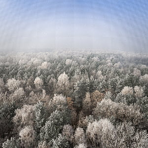 bird's eye view of forest thumbnail
